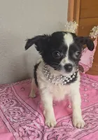 Poppy, a female Chihuahua for sale in Linton, IN – 1 of 4