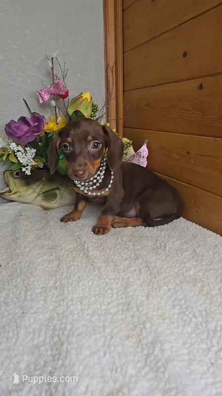 Callie's girl # 2 – Miniature Dachshund puppy for sale in Linton, IN