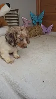 Sandy's girl # 1/Please call, a female Miniature Dachshund for sale in Jasonville, IN – 3 of 4