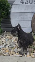 Snickers/MAKE AN OFFER, a male Miniature Schnauzer for sale in Linton, IN – 10 of 10