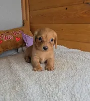 Cathy's girl, a female Miniature Dachshund for sale in Linton, IN – 1 of 2