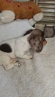 Sandy's girl # 2/Please call, a female Miniature Dachshund for sale in Jasonville, IN – 2 of 4