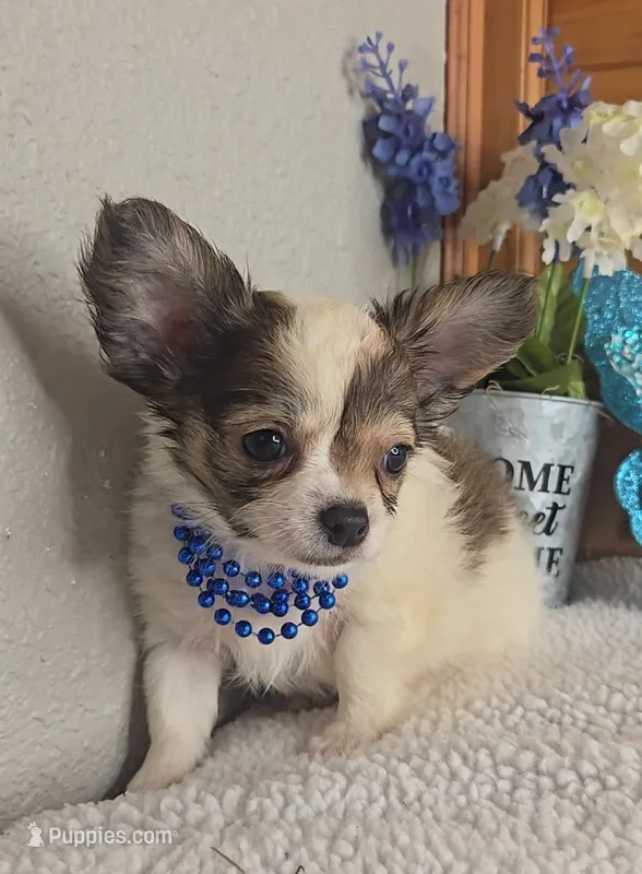 Petie – Chihuahua puppy for sale in Linton, IN