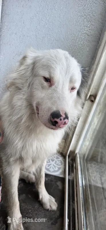 Shizuka "Suka" – Australian Shepherd puppy for sale in Pekin, IL