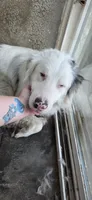 Shizuka "Suka", a male Australian Shepherd for sale in Pekin, IL – 4 of 4