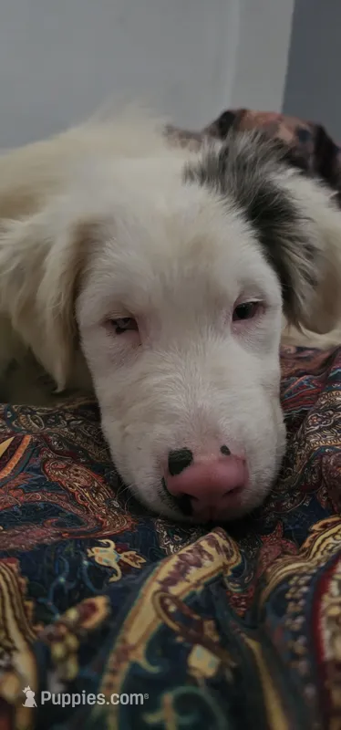 Shizuka "Suka" – Australian Shepherd puppy for sale in Pekin, IL