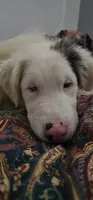 Shizuka "Suka", a male Australian Shepherd for sale in Pekin, IL – 1 of 4