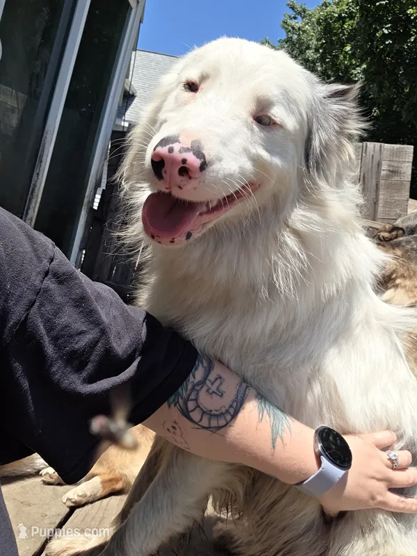 Shizuka "Suka" – Australian Shepherd puppy for sale in Pekin, IL