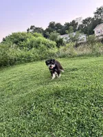 Dodger, a male Miniature Schnauzer for sale in Lees Summit, MO – 4 of 4