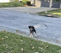 Dodger, a male Miniature Schnauzer for sale in Lees Summit, MO – 2 of 4
