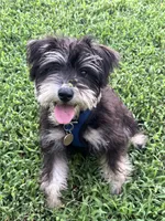 Dodger, a male Miniature Schnauzer for sale in Lees Summit, MO – 3 of 4