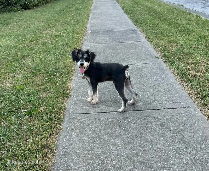 Dodger – Miniature Schnauzer puppy for sale in Lees Summit, MO