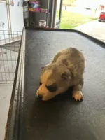 Coco , a female Siberian Husky for sale in Douglasville, GA – Photo 1 of 2