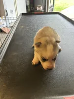 Aspen, a female Siberian Husky for sale in Douglasville, GA – Photo 1 of 4