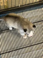 Aspen, a female Siberian Husky for sale in Douglasville, GA – Photo 4 of 4