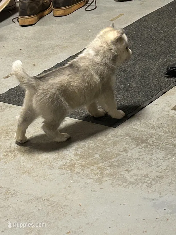 Aspen – Siberian Husky puppy for sale in Douglasville, GA