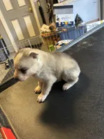 Aspen, a female Siberian Husky for sale in Douglasville, GA – Photo 2 of 4