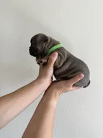 Frenchton Puppy #1(green), a female Boston Terrier and French Bulldog for sale in Phoenix, AZ – 5 of 5