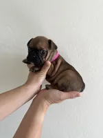 Frenchton Puppy #5(HotPink), a female Boston Terrier and French Bulldog for sale in Phoenix, AZ – 5 of 5