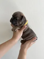 Frenchton Puppy #3(Yellow), a female Boston Terrier and French Bulldog for sale in Phoenix, AZ – 1 of 4