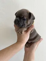 Frenchton Puppy #3(Yellow), a female Boston Terrier and French Bulldog for sale in Phoenix, AZ – 3 of 4