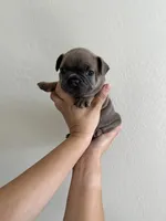 Frenchton Puppy#2(Blue), a male Boston Terrier and French Bulldog for sale in Phoenix, AZ – 4 of 4
