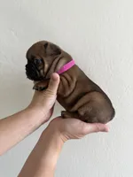 Frenchton Puppy #5(HotPink), a female Boston Terrier and French Bulldog for sale in Phoenix, AZ – 4 of 5
