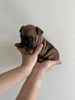Frenchton Puppy #5(HotPink), a female Boston Terrier and French Bulldog for sale in Phoenix, AZ – 1 of 5