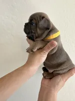 Frenchton Puppy #3(Yellow), a female Boston Terrier and French Bulldog for sale in Phoenix, AZ – 2 of 4