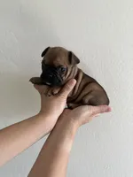 Frenchton Puppy #5(HotPink), a female Boston Terrier and French Bulldog for sale in Phoenix, AZ – 2 of 5
