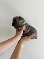 Frenchton Puppy #1(green), a female Boston Terrier and French Bulldog for sale in Phoenix, AZ – 4 of 5