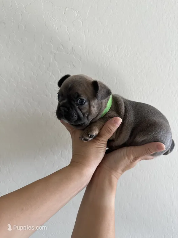 Frenchton Puppy #1(green), a female Boston Terrier and French Bulldog for sale in Phoenix, AZ – 1 of 5