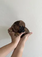 Frenchton Puppy #5(HotPink), a female Boston Terrier and French Bulldog for sale in Phoenix, AZ – 3 of 5