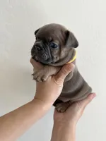 Frenchton Puppy #3(Yellow), a female Boston Terrier and French Bulldog for sale in Phoenix, AZ – 4 of 4