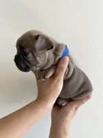 Frenchton Puppy#2(Blue), a male Boston Terrier and French Bulldog for sale in Phoenix, AZ – 2 of 4