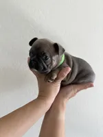 Frenchton Puppy #1(green), a female Boston Terrier and French Bulldog for sale in Phoenix, AZ – 3 of 5