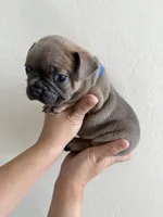 Frenchton Puppy#2(Blue), a male Boston Terrier and French Bulldog for sale in Phoenix, AZ – 3 of 4