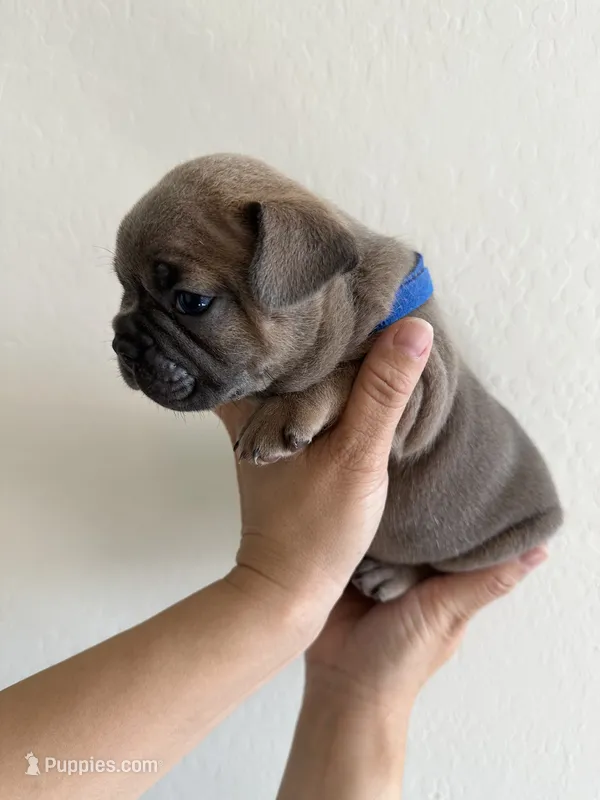 Frenchton Puppy#2(Blue), a male Boston Terrier and French Bulldog for sale in Phoenix, AZ – 1 of 4