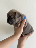 Frenchton Puppy#2(Blue), a male Boston Terrier and French Bulldog for sale in Phoenix, AZ – 1 of 4