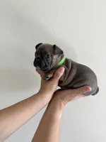 Frenchton Puppy #1(green), a female Boston Terrier and French Bulldog for sale in Phoenix, AZ – 2 of 5
