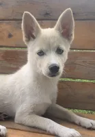 Sweet Belle, a female Alaskan Klee Kai for sale in Sarcoxie, MO – 5 of 9
