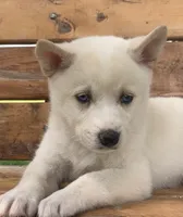Blue Eyed Little Beau~~!!!, a male Alaskan Klee Kai for sale in Sarcoxie, MO – 2 of 10