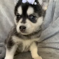 Tiny 2 lb Cutie~~Petunia~!!!, a female Alaskan Klee Kai for sale in Sarcoxie, MO – Photo 4 of 9