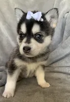 Tiny 2 lb Cutie~~Petunia~!!!, a female Alaskan Klee Kai for sale in Sarcoxie, MO – Photo 4 of 9