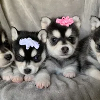 Tiny 2 lb Cutie~~Petunia~!!!, a female Alaskan Klee Kai for sale in Sarcoxie, MO – Photo 6 of 9