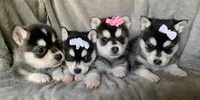 Tiny 2 lb Cutie~~Petunia~!!!, a female Alaskan Klee Kai for sale in Sarcoxie, MO – Photo 6 of 9