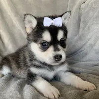 Tiny 2 lb Cutie~~Petunia~!!!, a female Alaskan Klee Kai for sale in Sarcoxie, MO – Photo 7 of 9