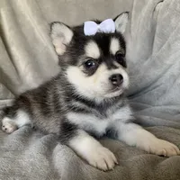 Tiny 2 lb Cutie~~Petunia~!!!, a female Alaskan Klee Kai for sale in Sarcoxie, MO – Photo 8 of 9