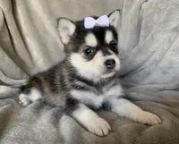 Tiny 2 lb Cutie~~Petunia~!!!, a female Alaskan Klee Kai for sale in Sarcoxie, MO – Photo 8 of 9