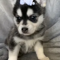 Tiny 2 lb Cutie~~Petunia~!!!, a female Alaskan Klee Kai for sale in Sarcoxie, MO – Photo 5 of 9